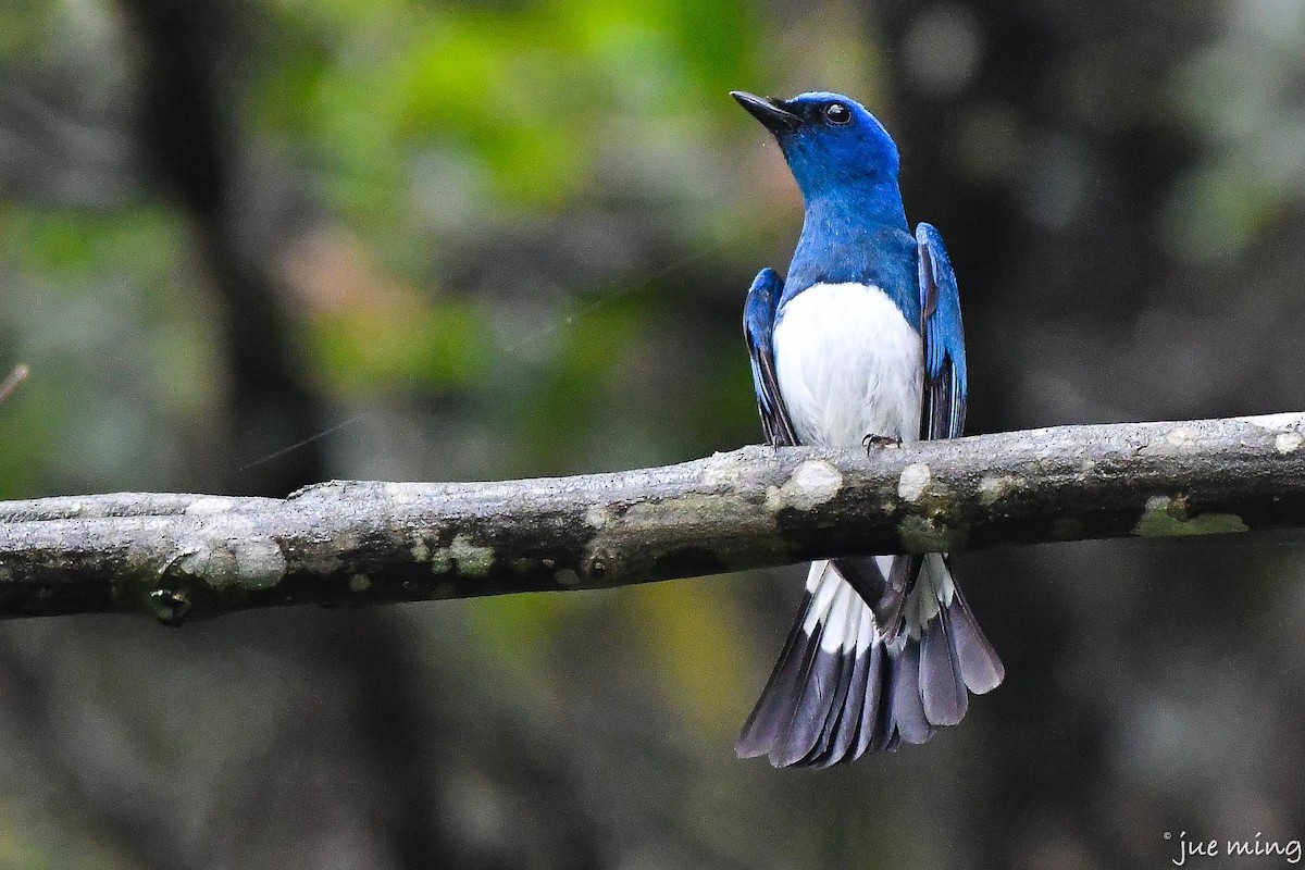 Zappey's Flycatcher - ML621027620