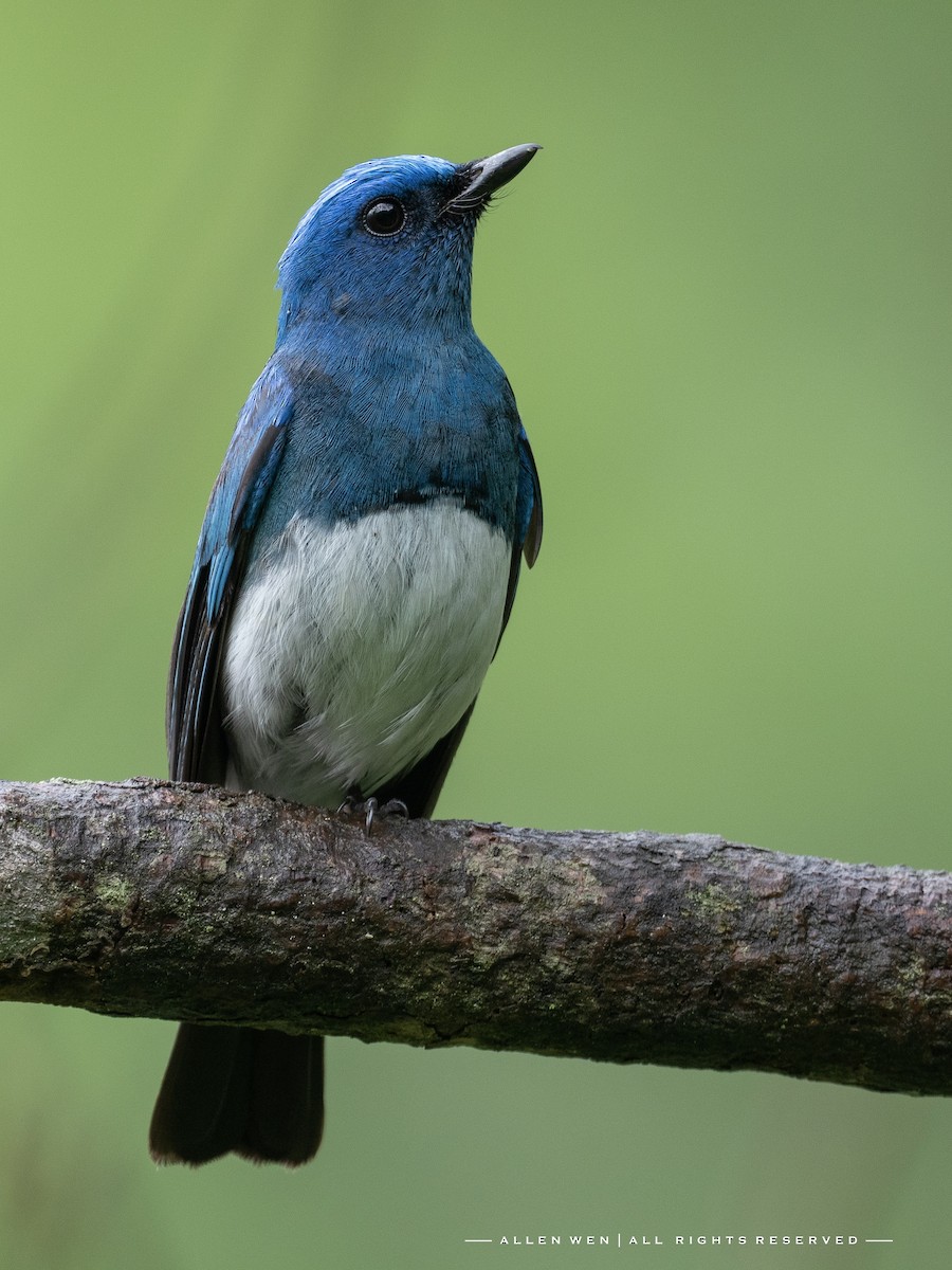 Zappey's Flycatcher - ML621027630