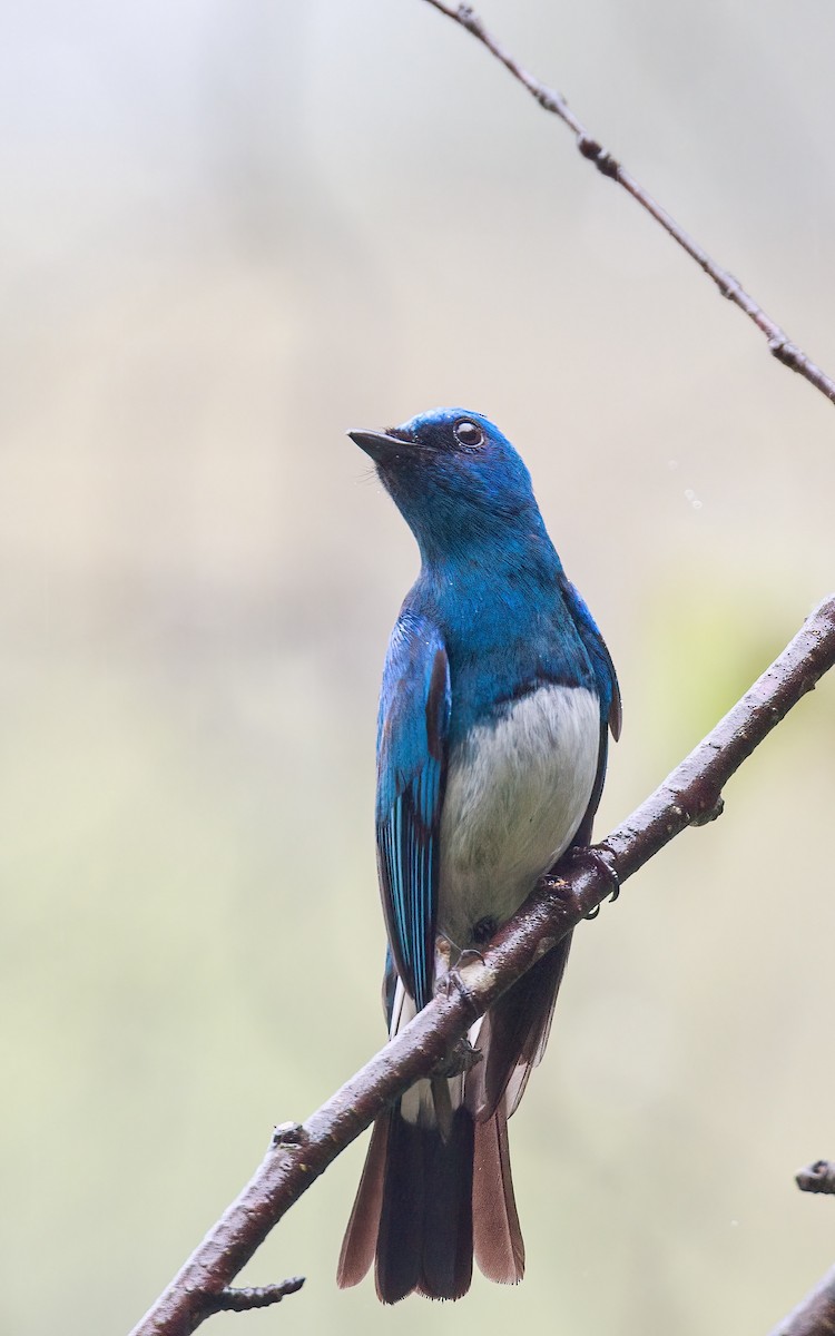 Zappey's Flycatcher - ML621027638