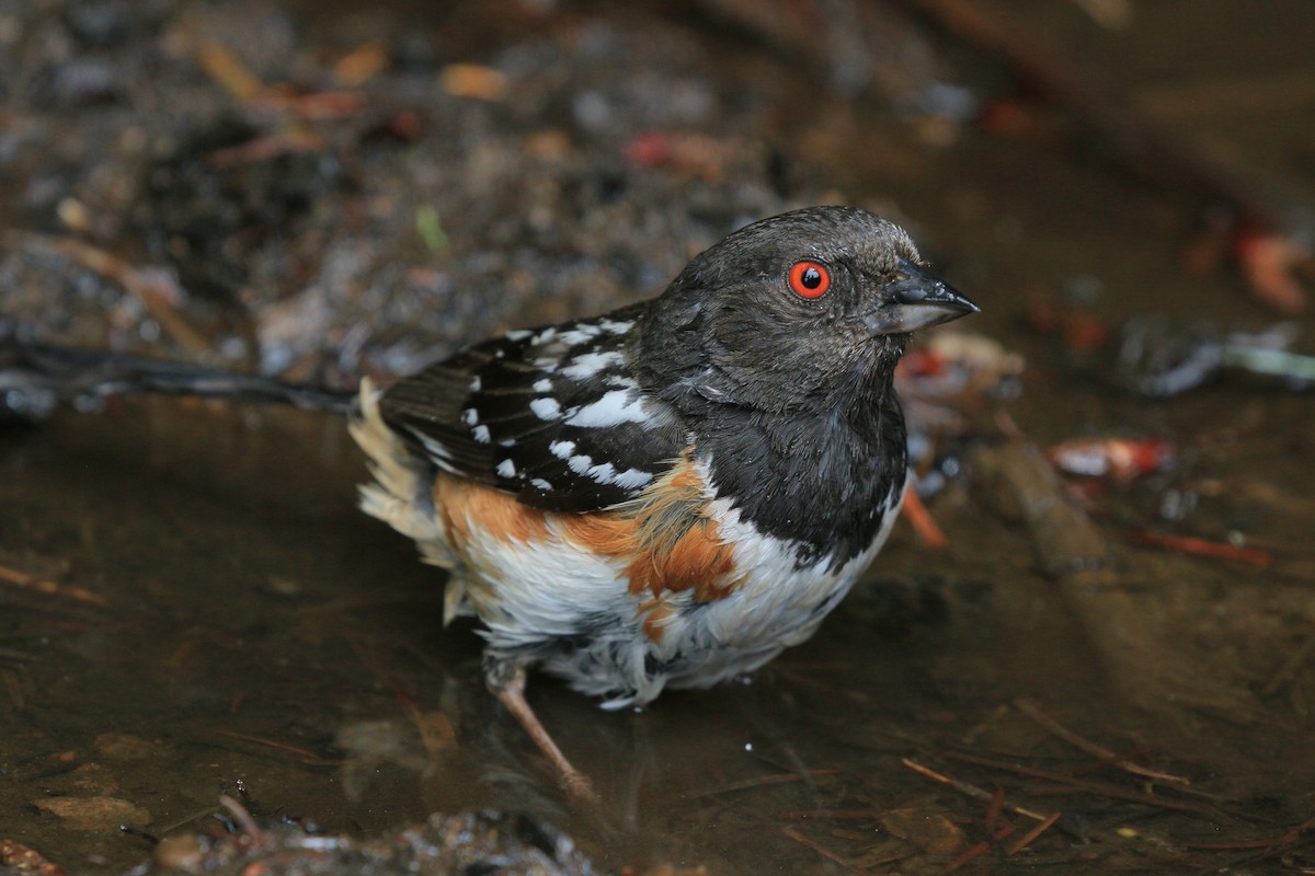 Spotted Towhee - ML621027644