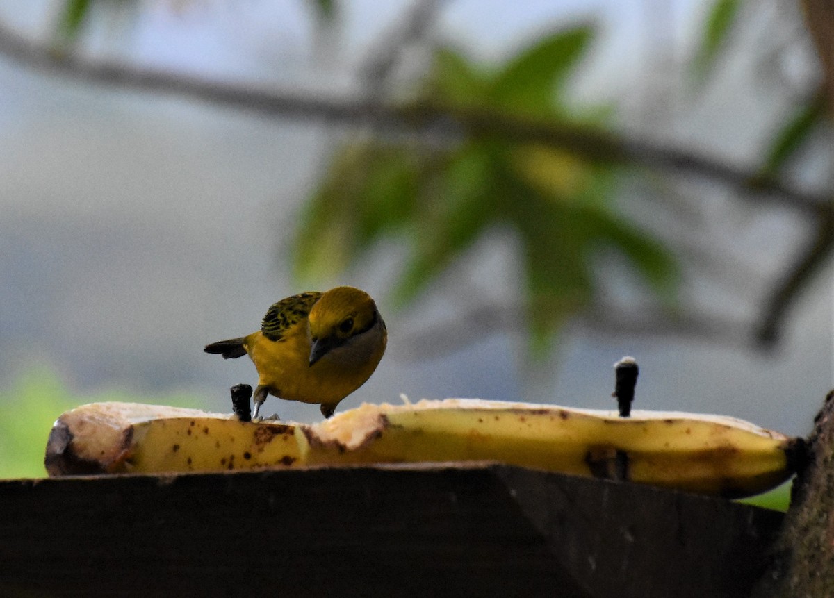 Silver-throated Tanager - ML621027650
