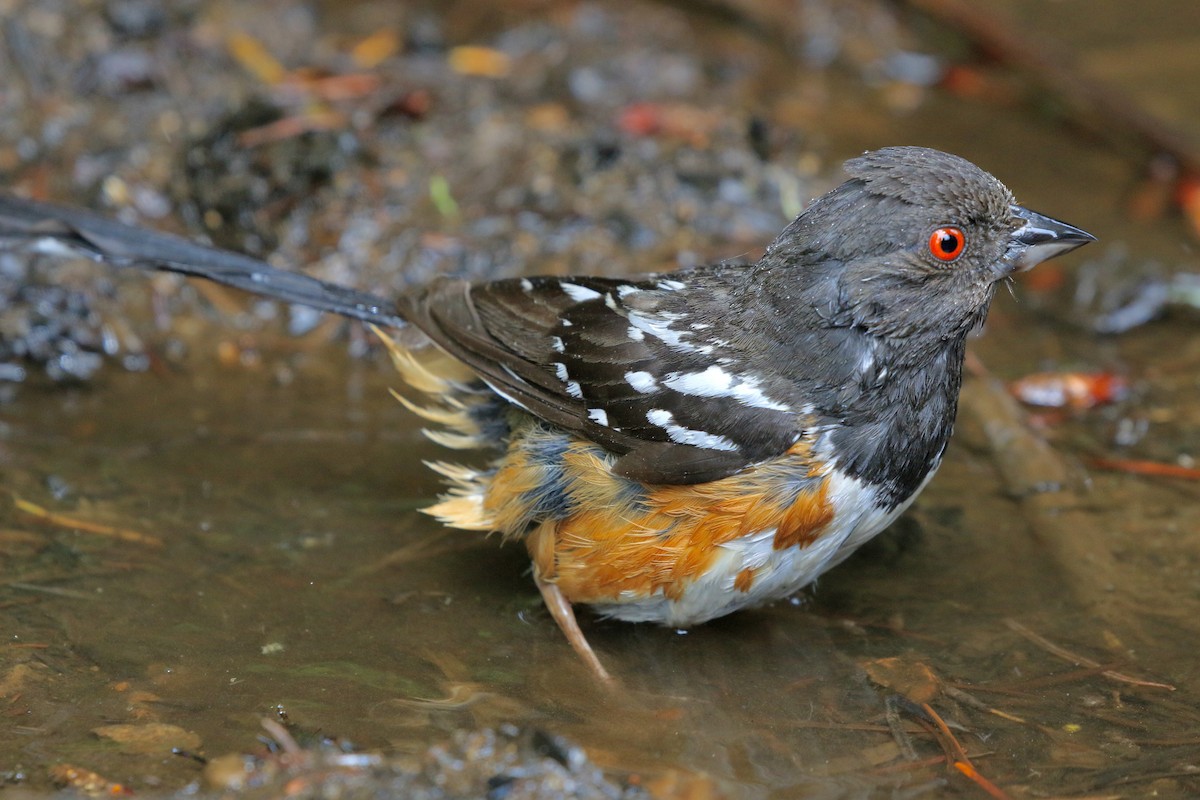 Spotted Towhee - ML621027651