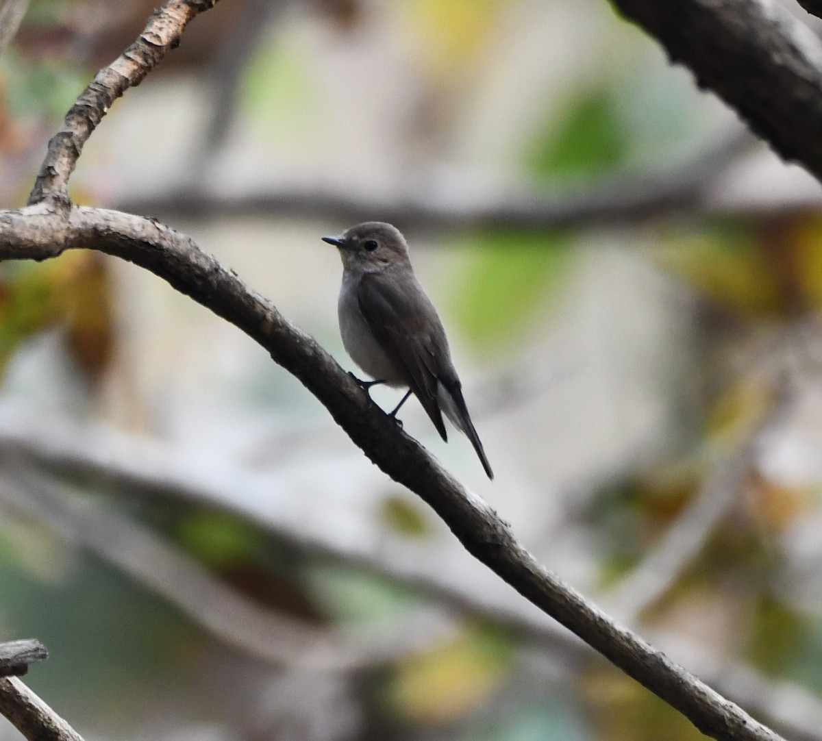 Taiga/Red-breasted Flycatcher - ML621027653