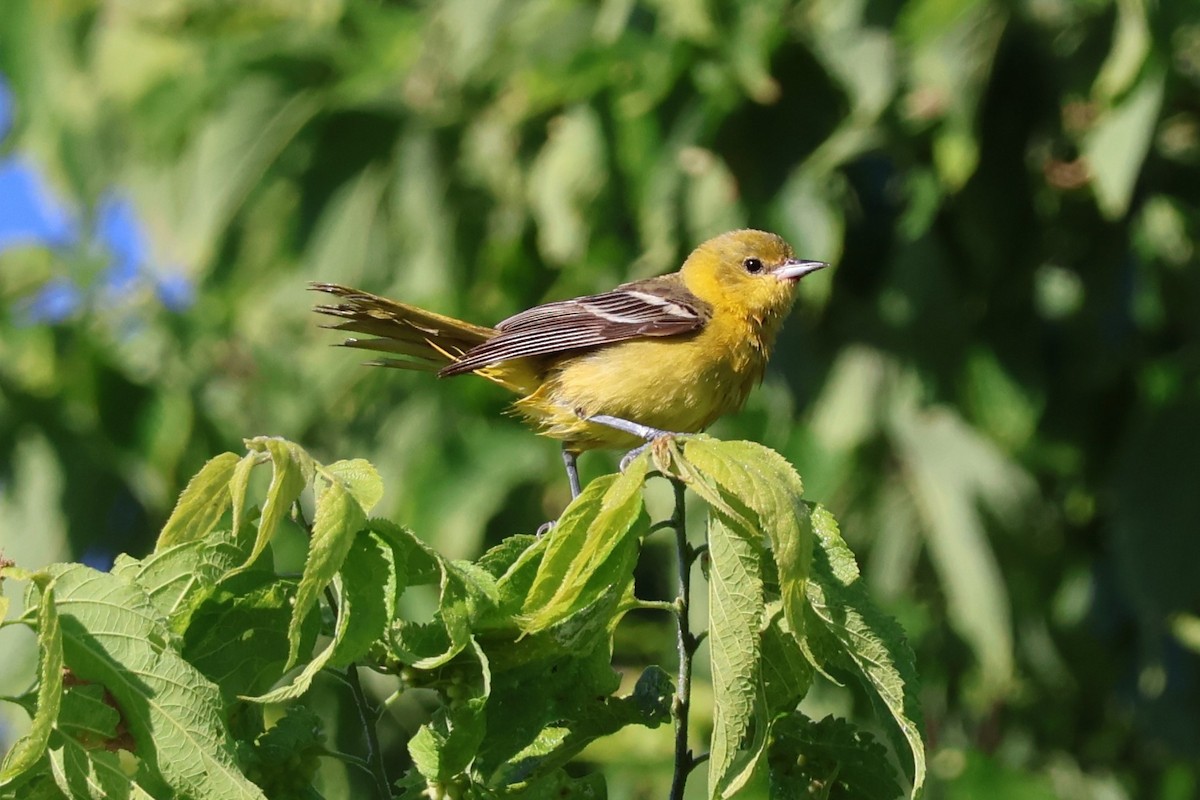 Orchard Oriole - ML621027654