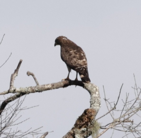 Broad-winged Hawk - Pelin Karaca