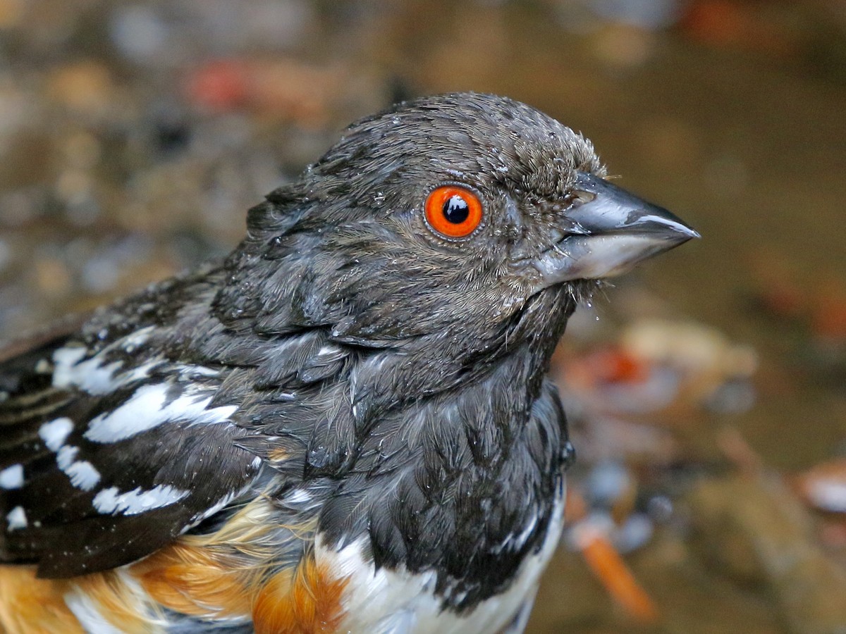 Spotted Towhee - ML621027674