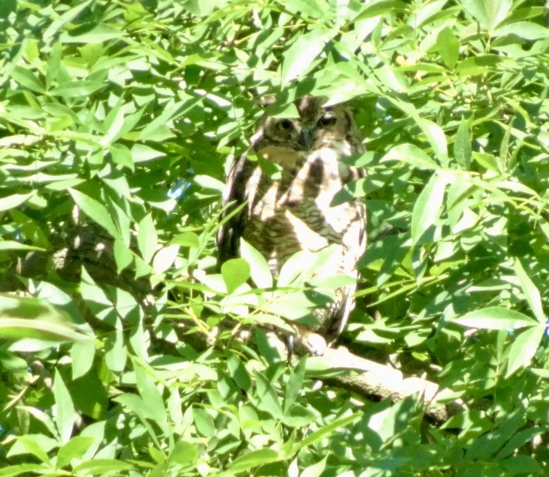 Great Horned Owl - ML621027685