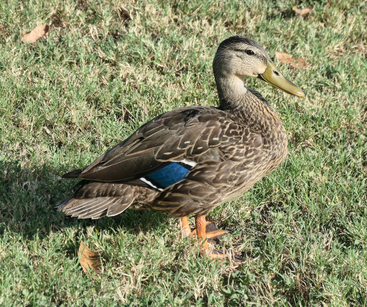 Mallard/Mottled Duck - ML621027695