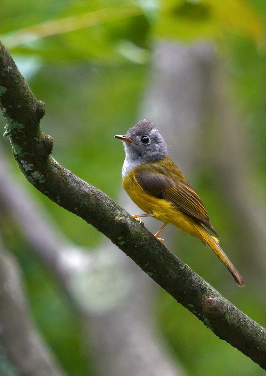 Gray-headed Canary-Flycatcher - ML621027714