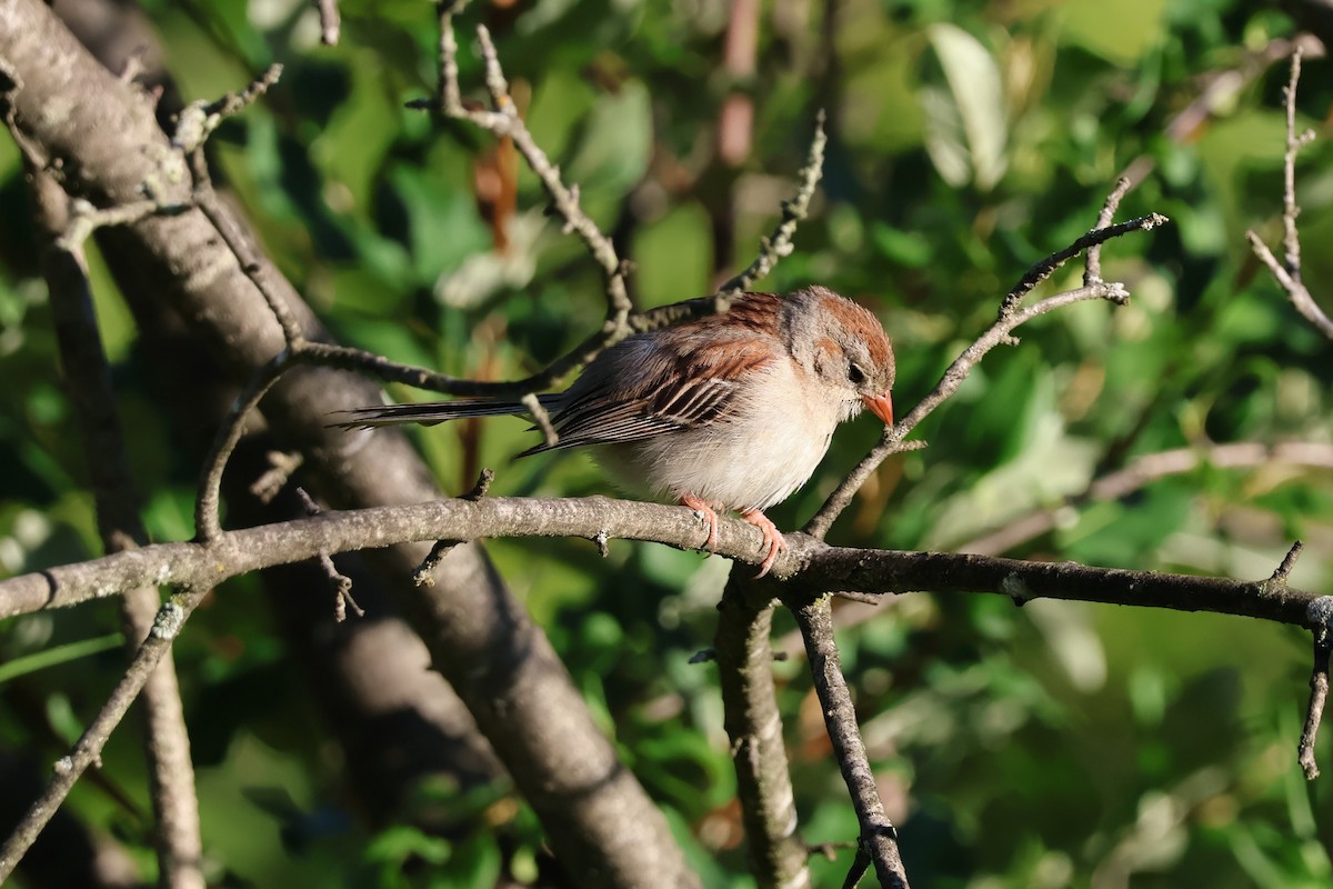 Field Sparrow - ML621027724