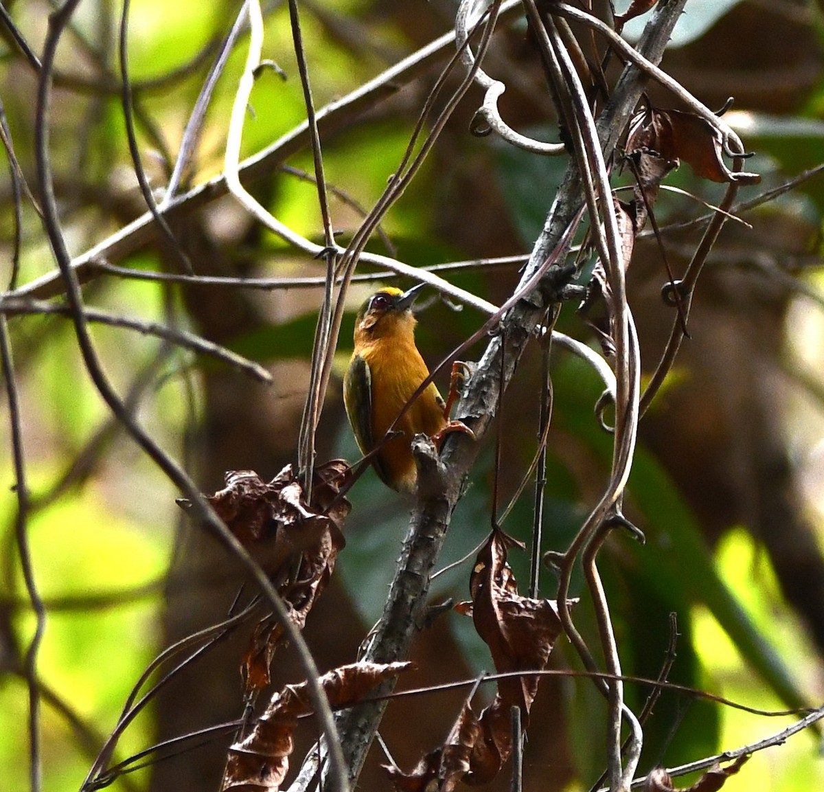 White-browed Piculet - ML621027746
