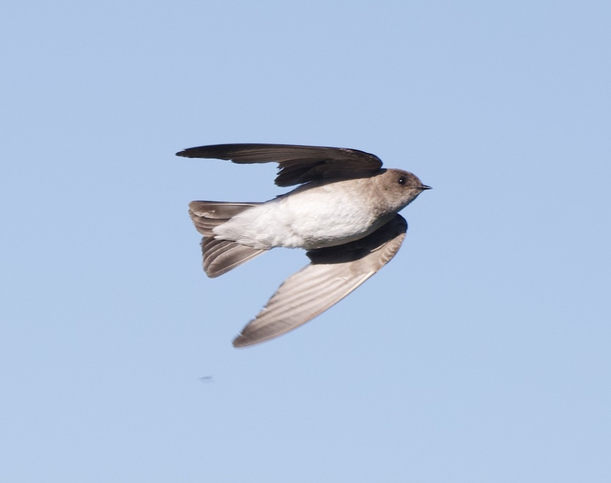 Northern Rough-winged Swallow - ML621027777