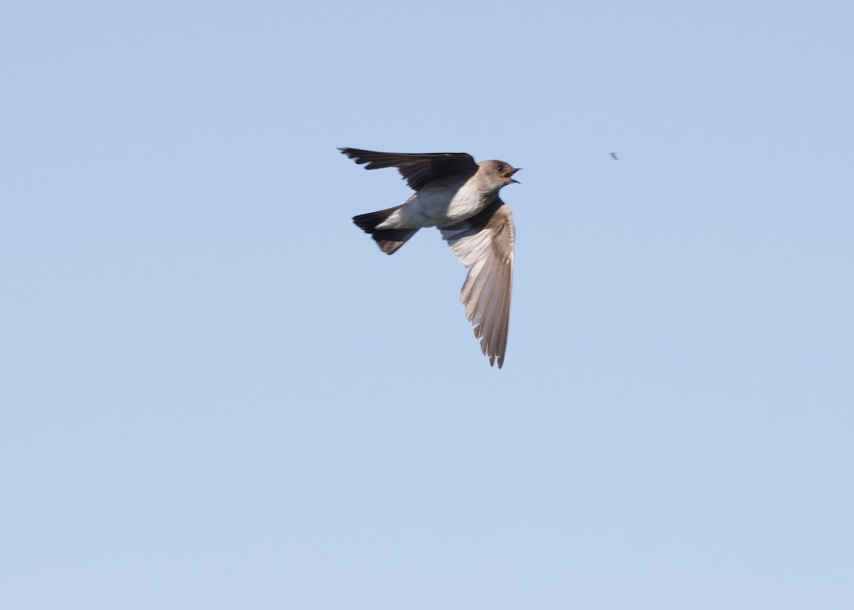 Northern Rough-winged Swallow - ML621027778