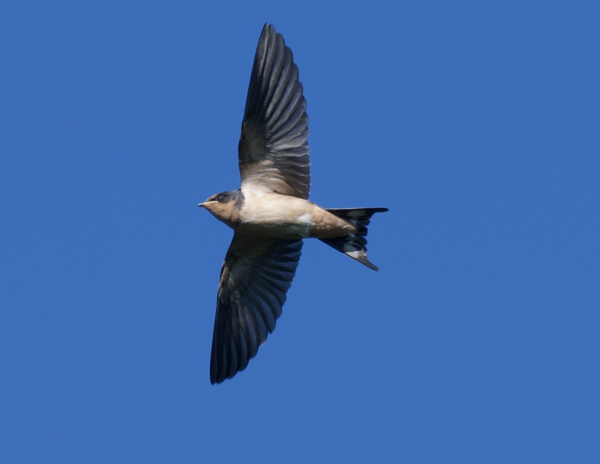 Barn Swallow - ML621027785
