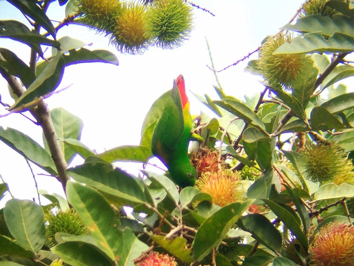 Blue-crowned Hanging-Parrot - ML621027787