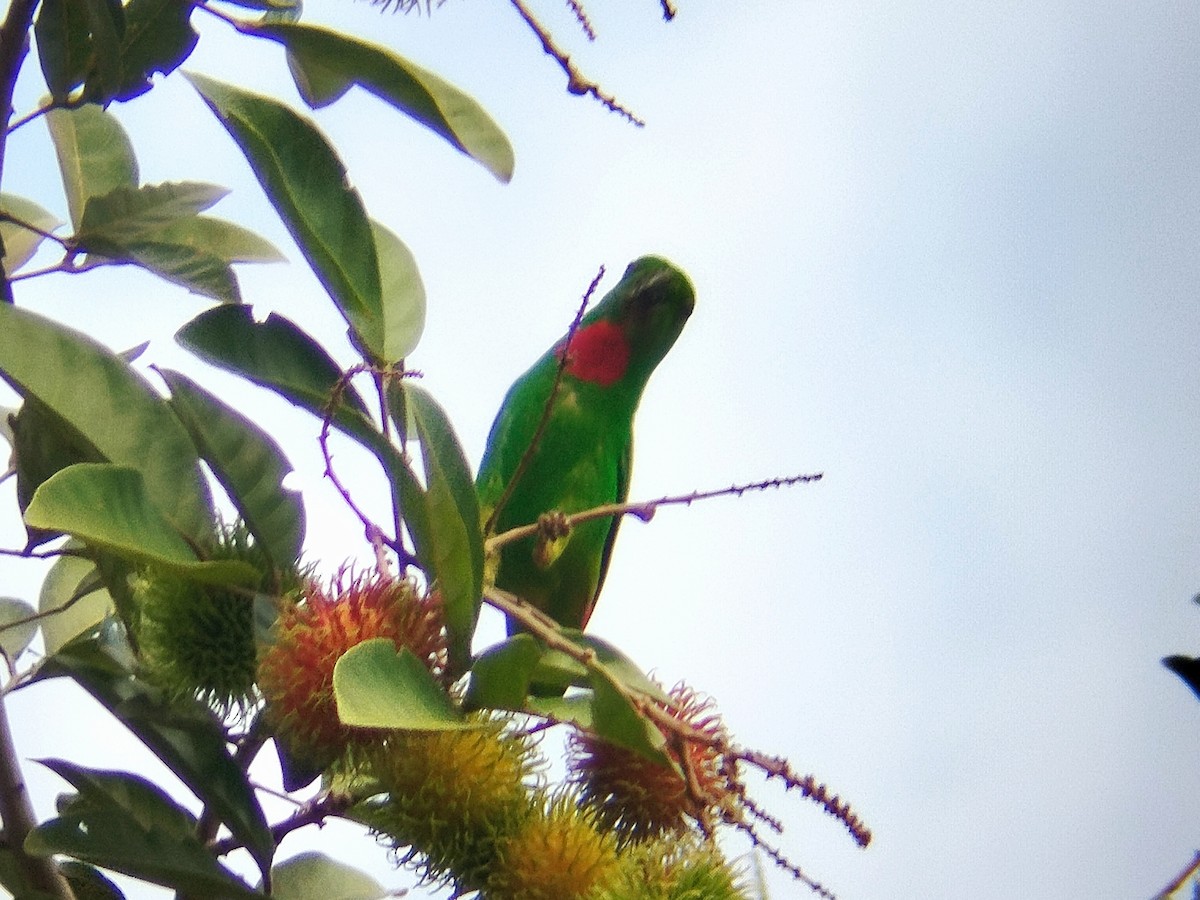 Blue-crowned Hanging-Parrot - ML621027789