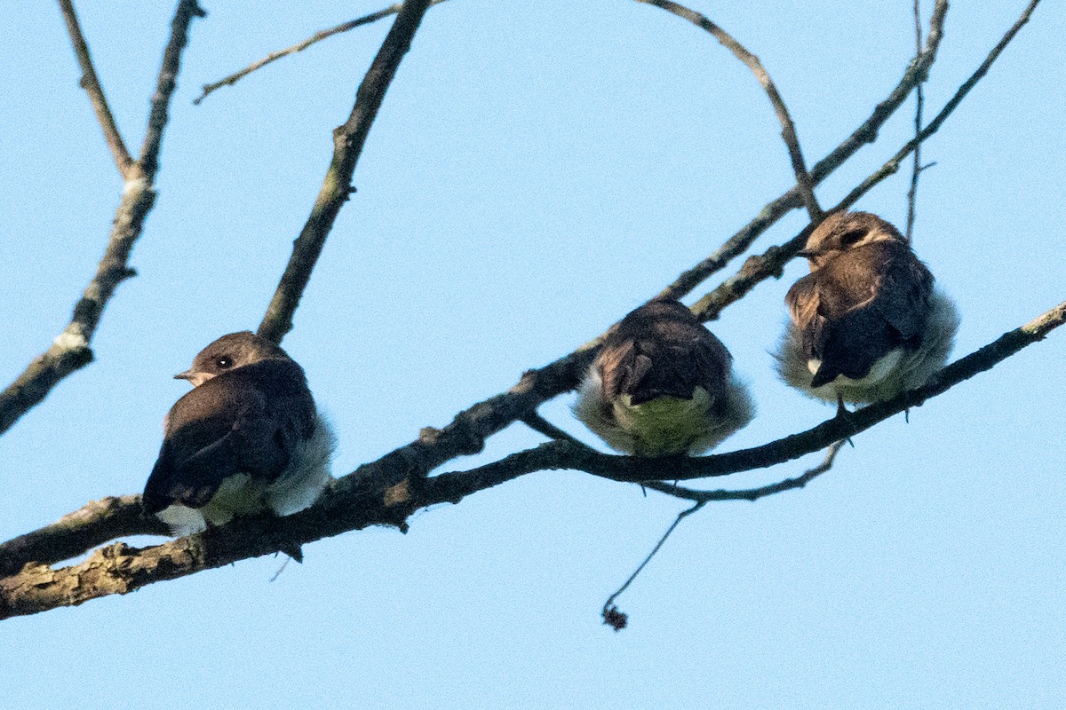 Northern Rough-winged Swallow - ML621027807
