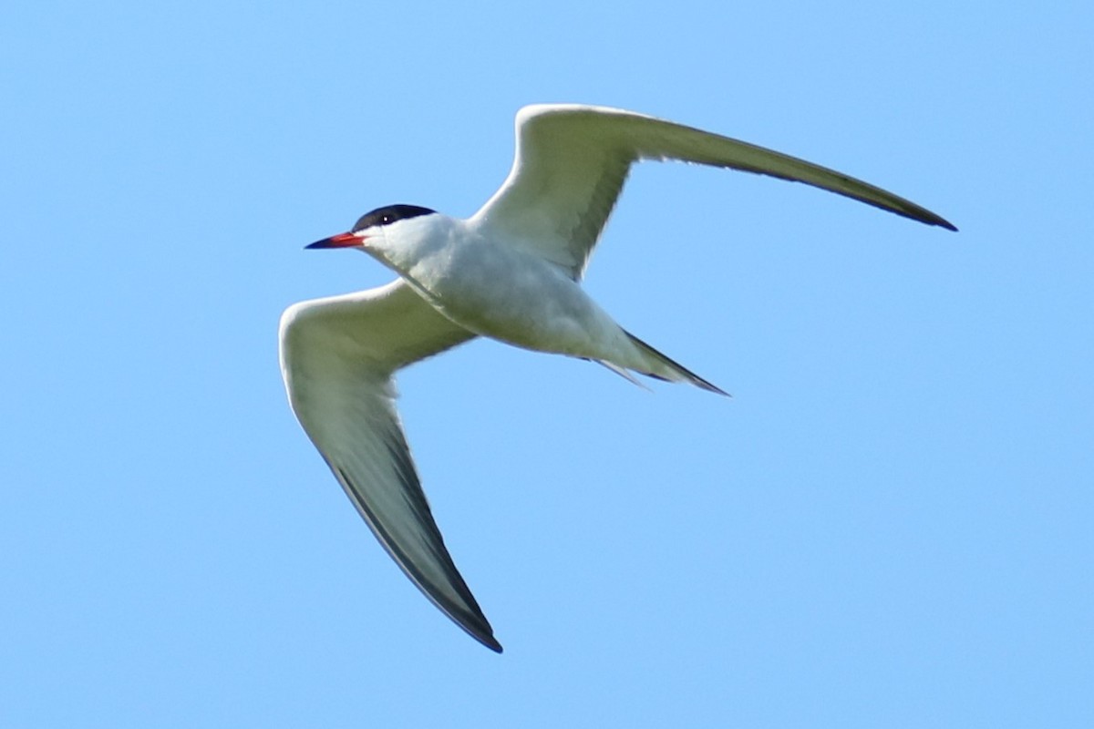 Common Tern - ML621027810