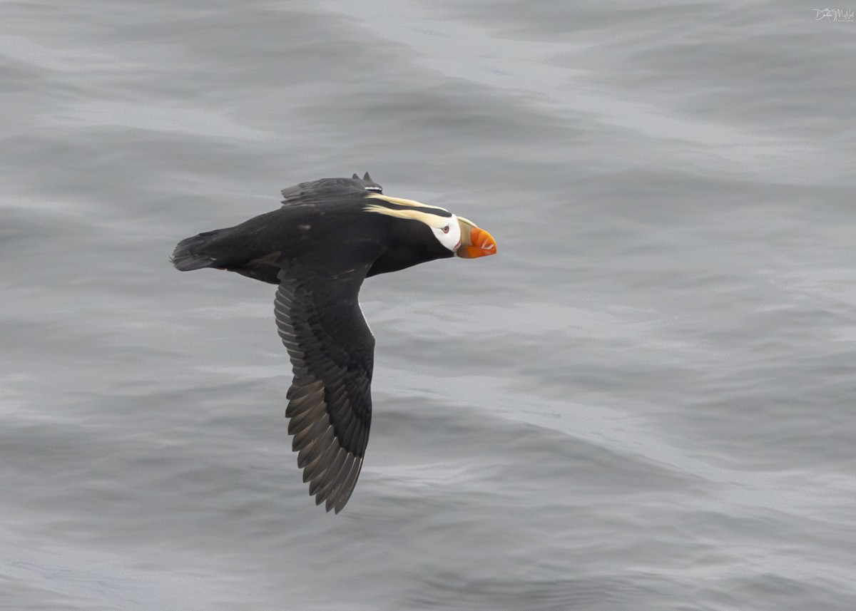 Tufted Puffin - ML621027816