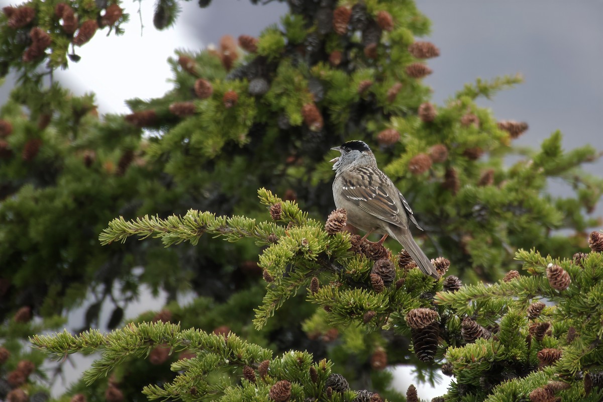 Golden-crowned Sparrow - ML621027822