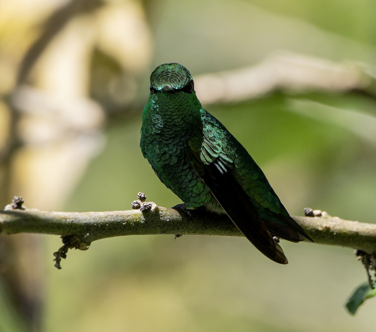 Short-tailed Emerald - ML621027829