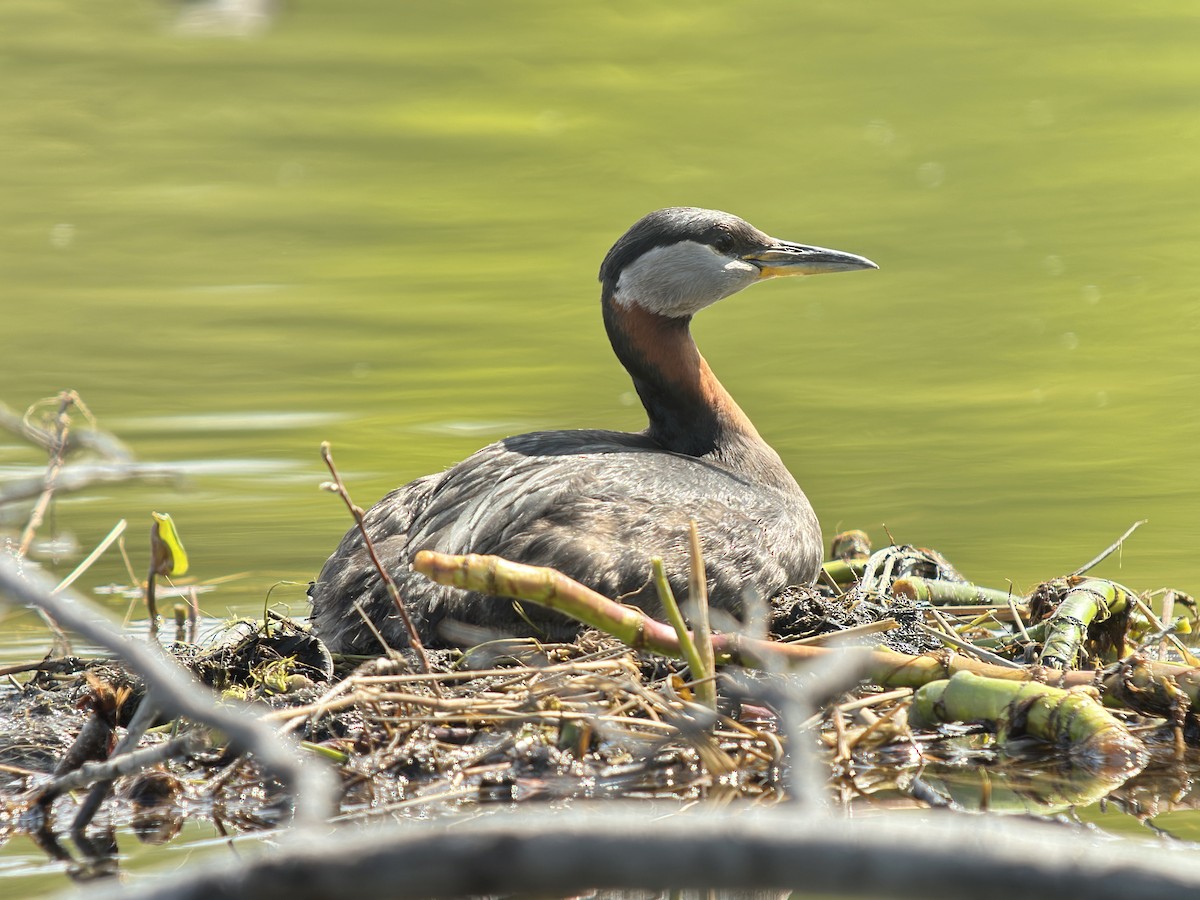 Red-necked Grebe - ML621027833