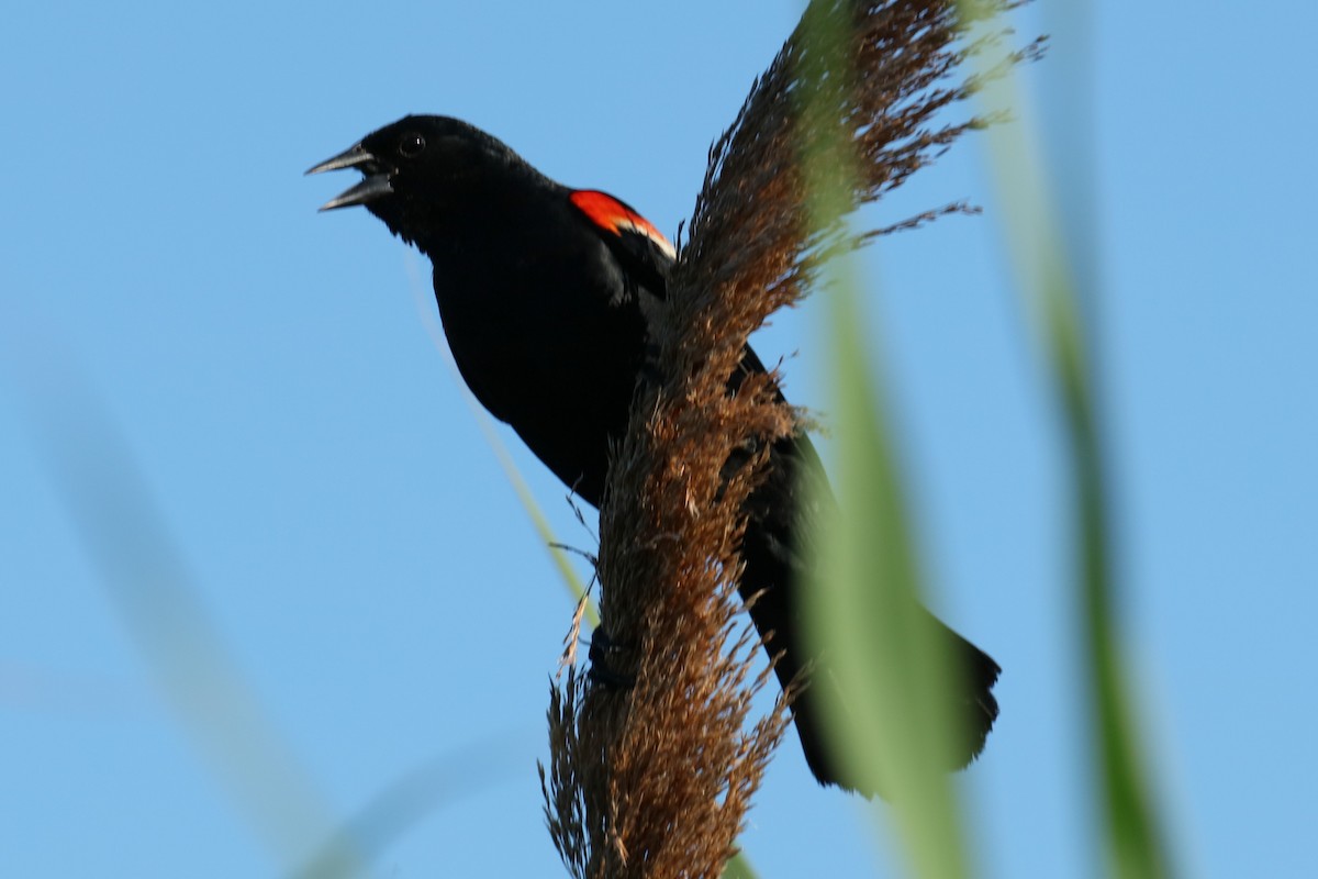 Red-winged Blackbird - ML621027834