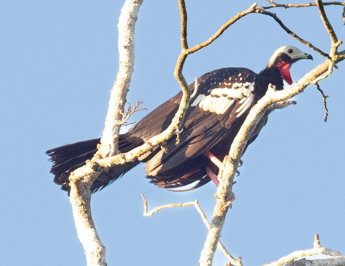 Red-throated Piping-Guan - ML621027840