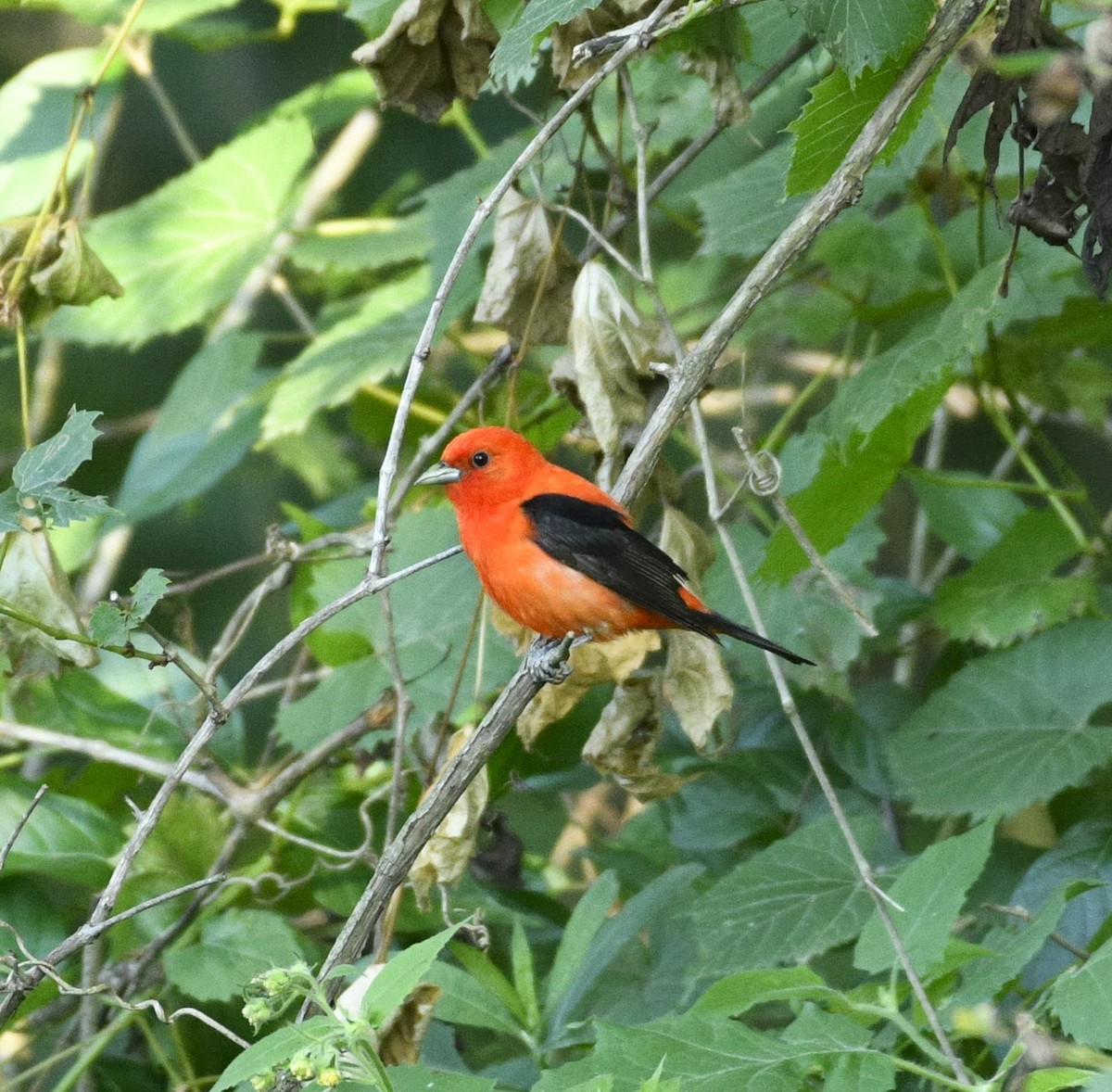 Scarlet Tanager - ML621027854