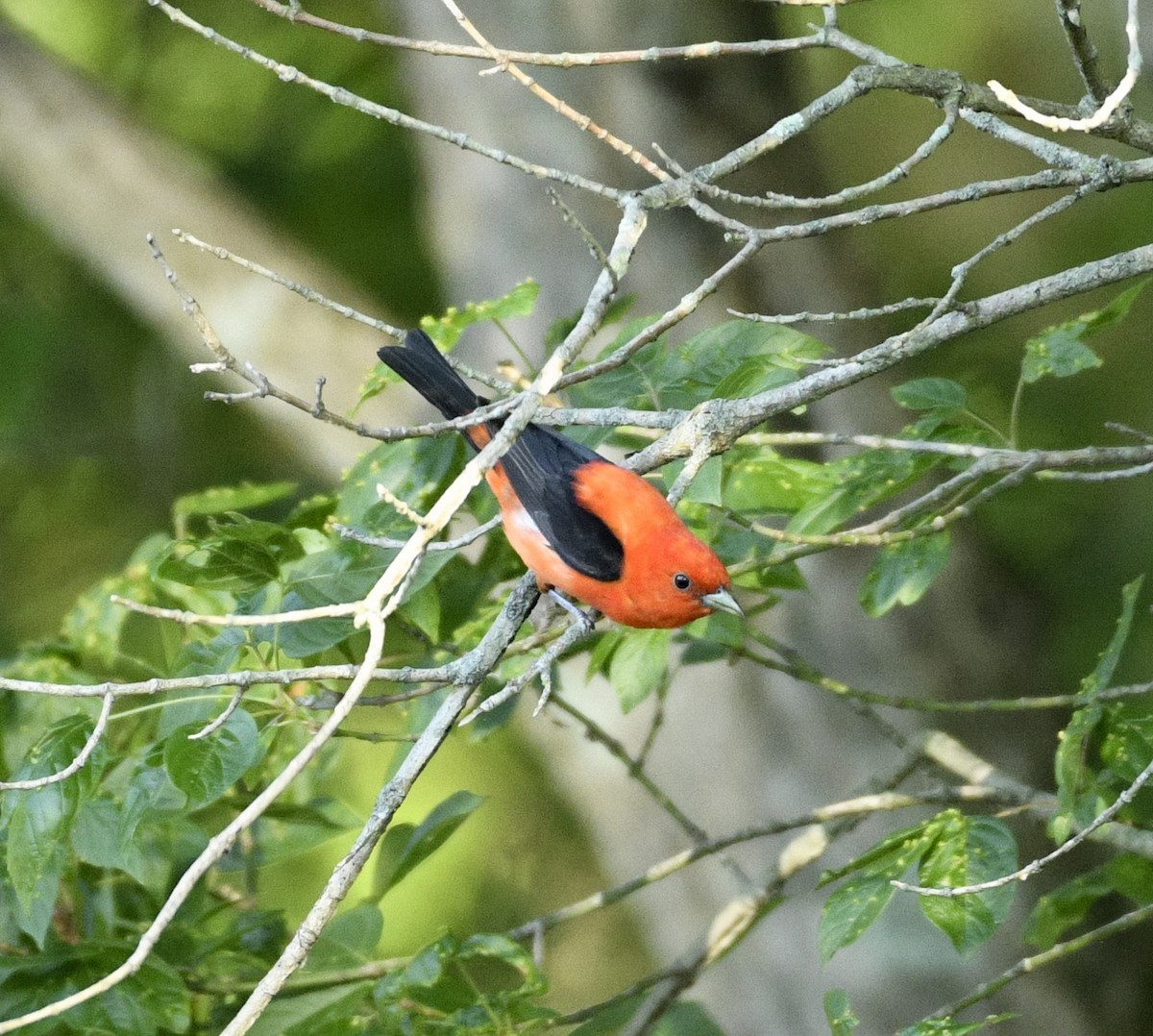 Scarlet Tanager - ML621027857