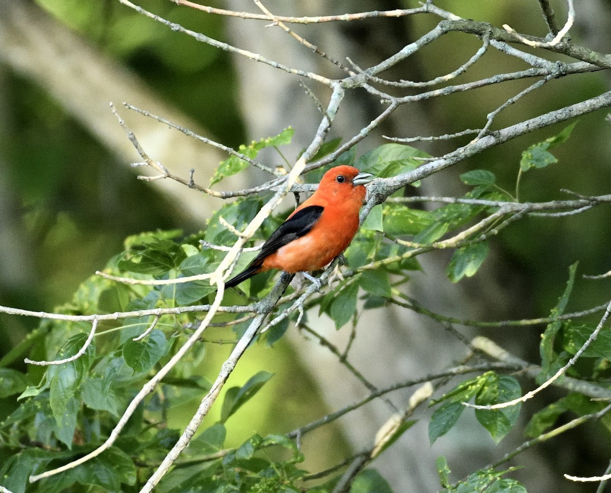 Scarlet Tanager - ML621027859