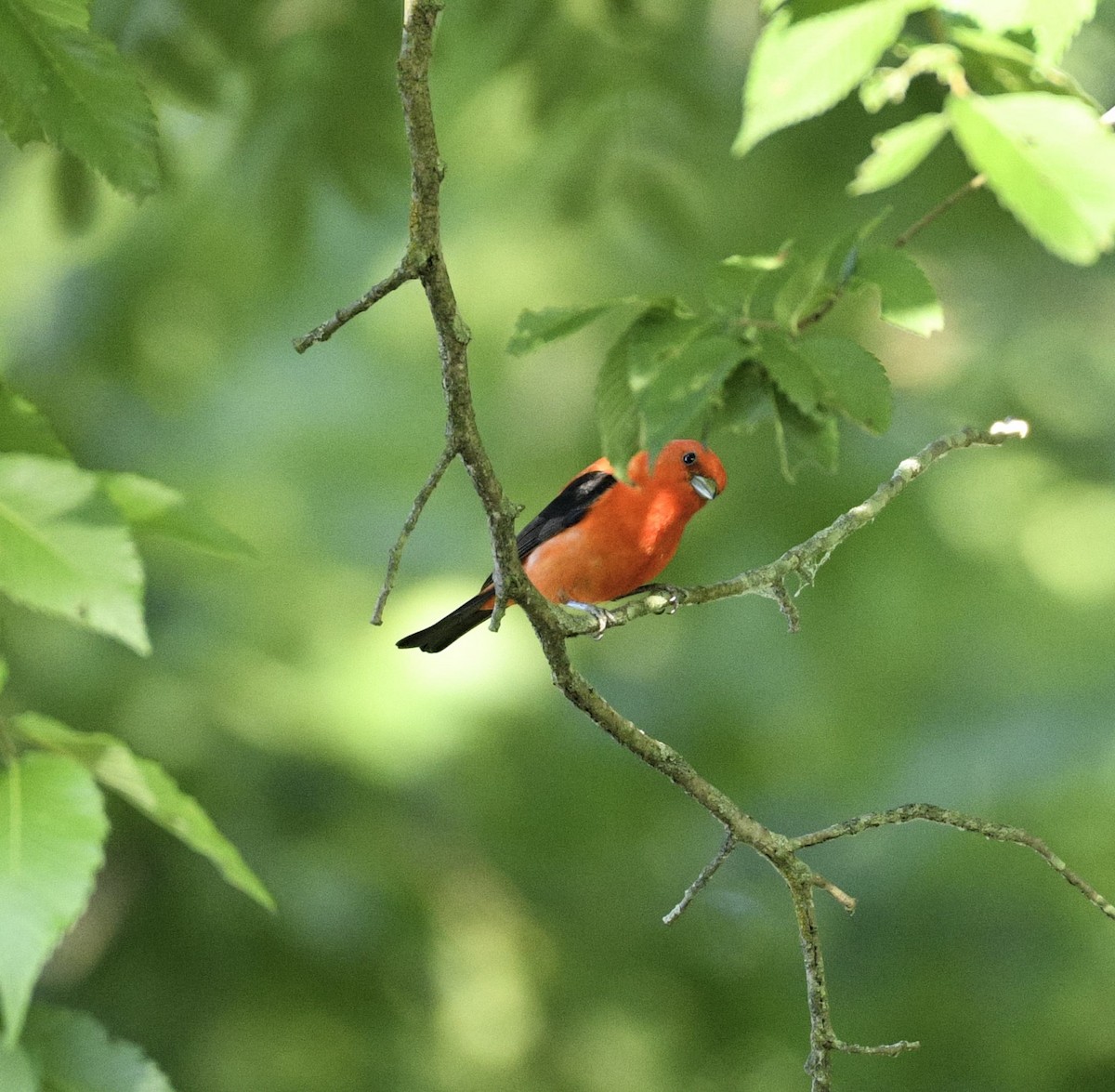 Scarlet Tanager - ML621027860