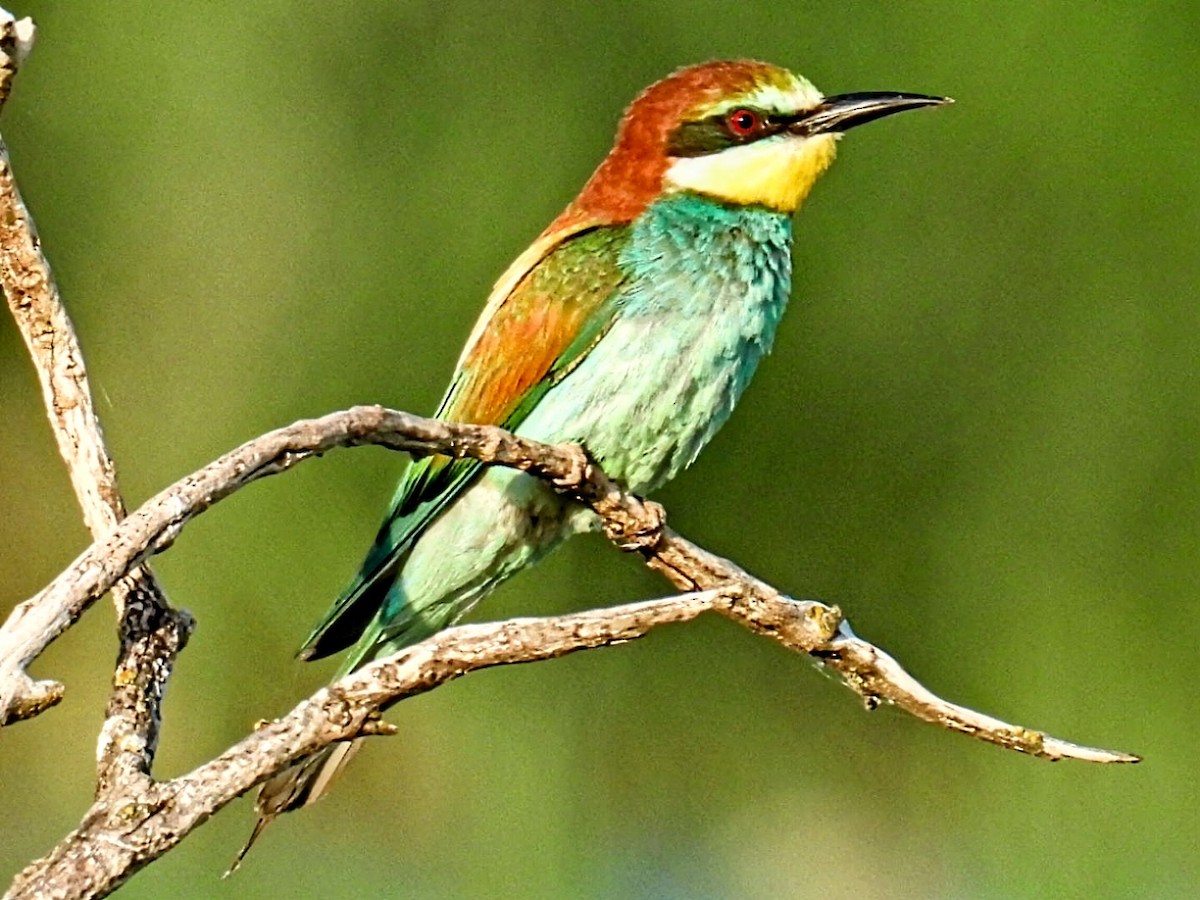 European Bee-eater - ML621027868