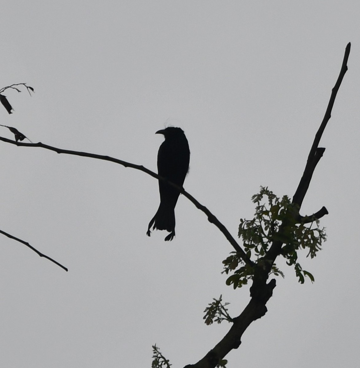 Hair-crested Drongo - ML621027869