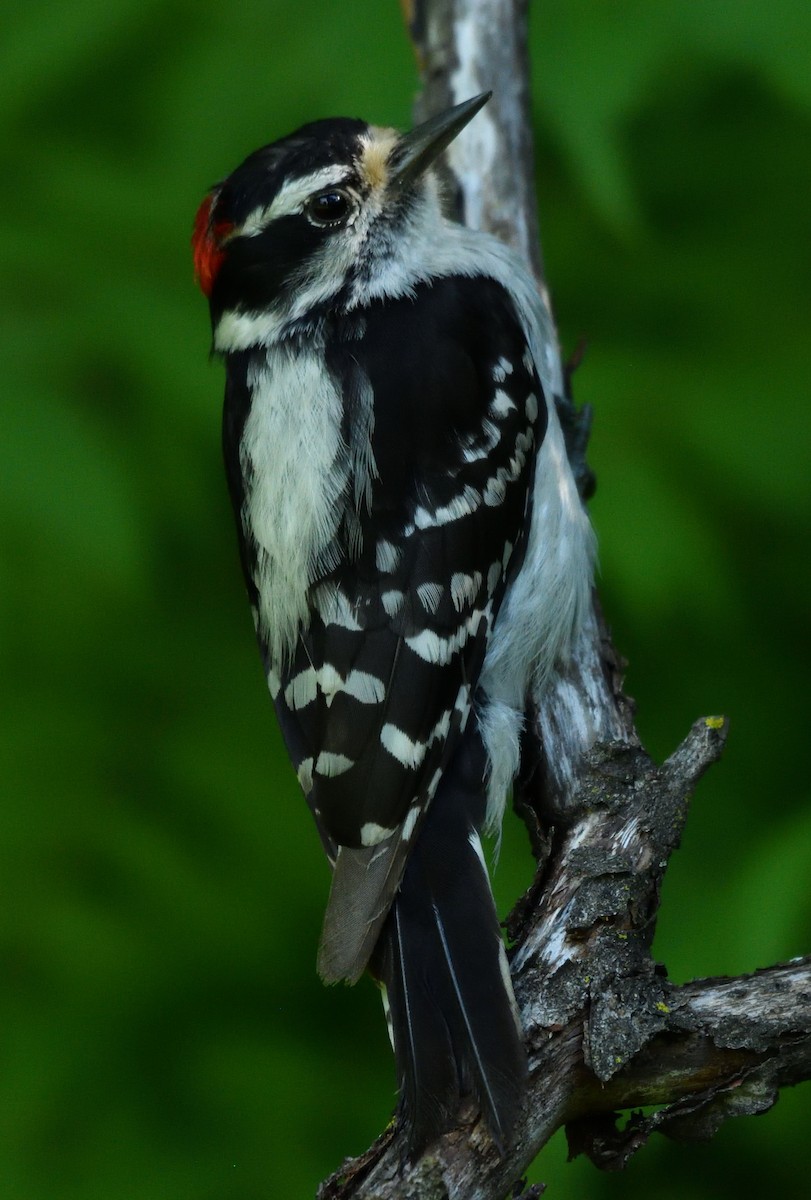 Downy Woodpecker - ML621027924