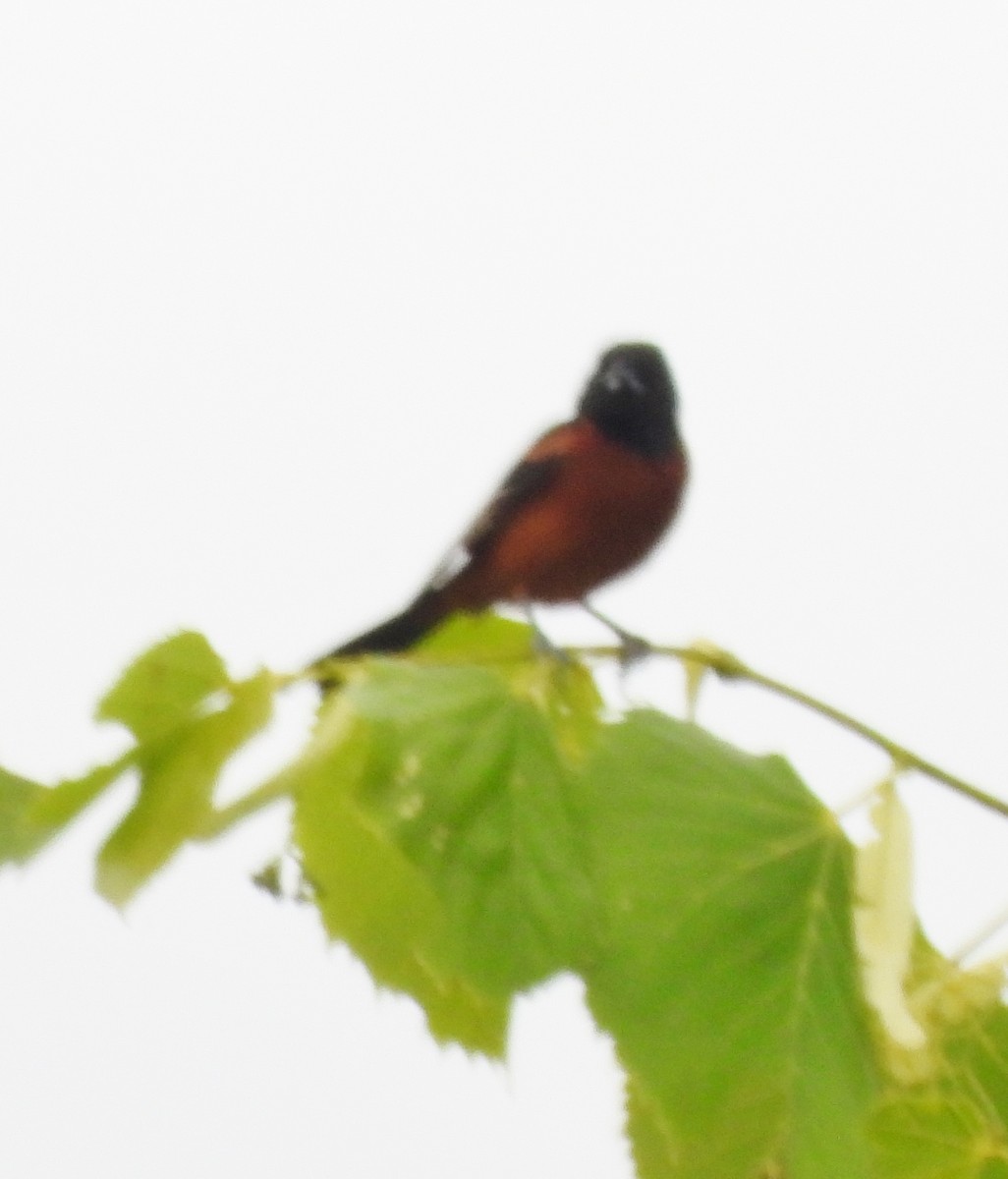Orchard Oriole - ML621027956