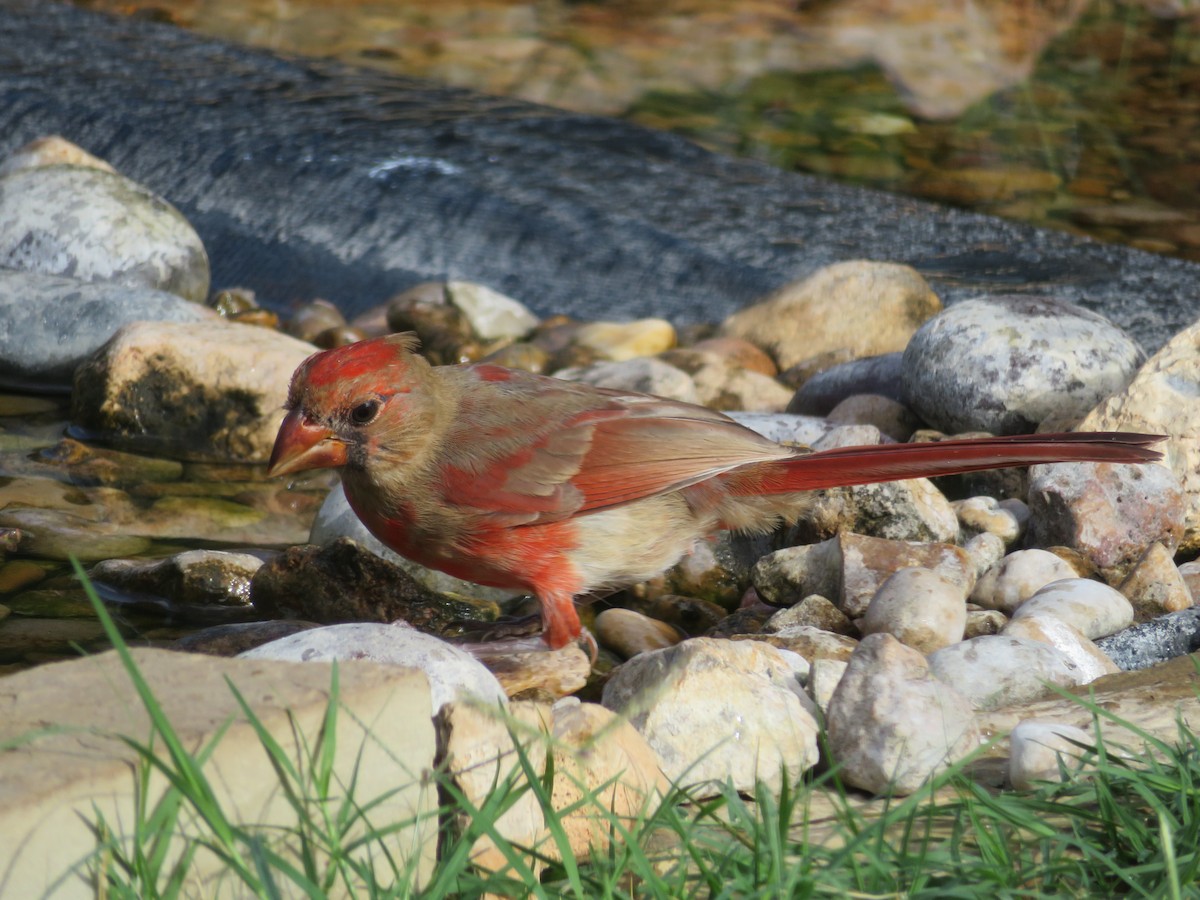Cardinal rouge - ML621027995