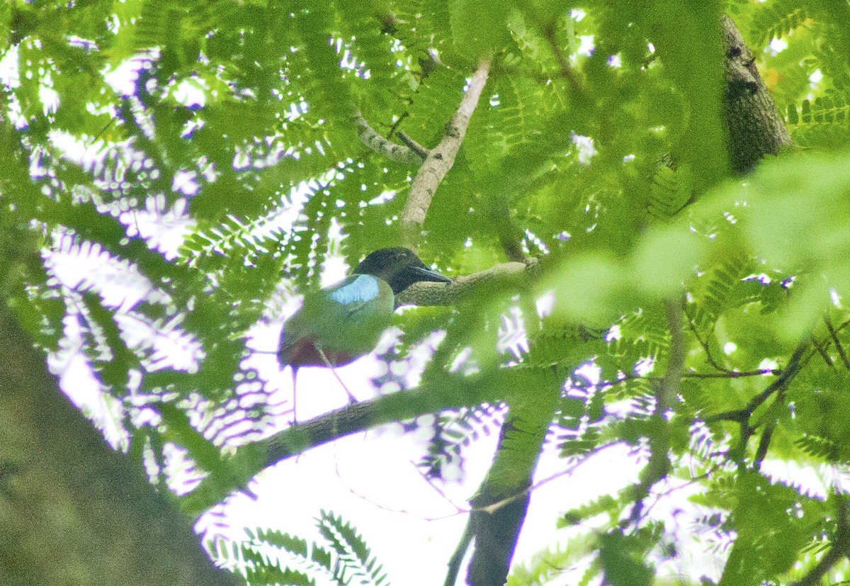 pita kápová - ML621027996