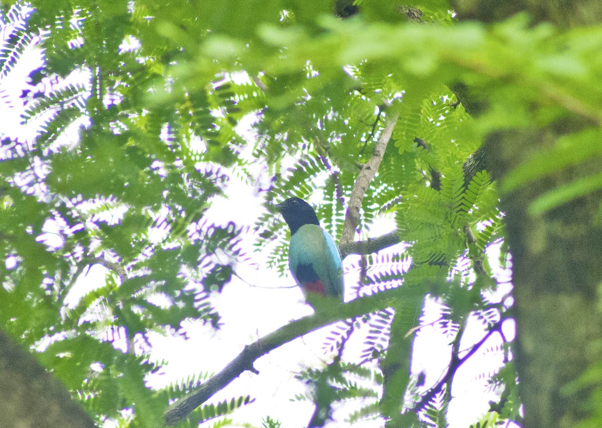 pita kápová - ML621027997