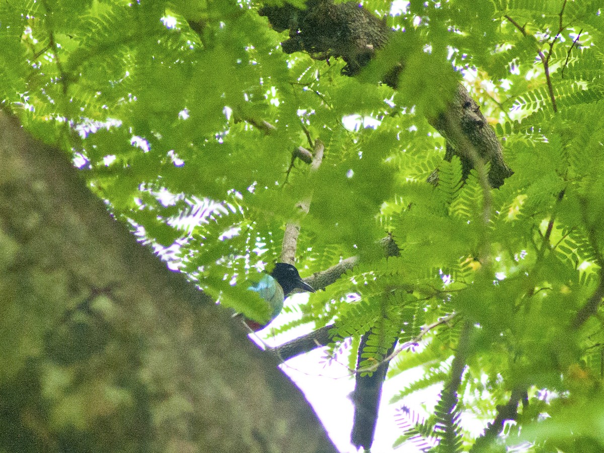 Western Hooded Pitta - ML621028000