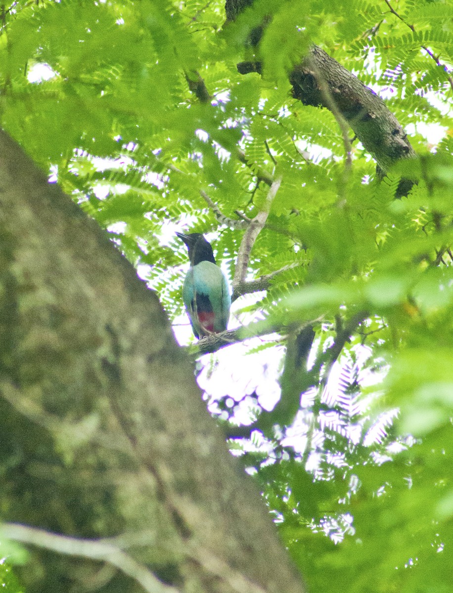 Western Hooded Pitta - ML621028001