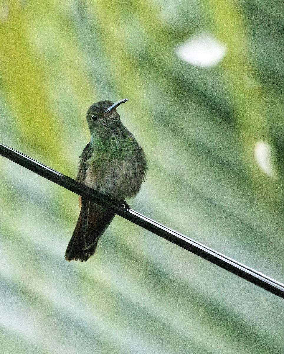 Rufous-tailed Hummingbird - ML621028004