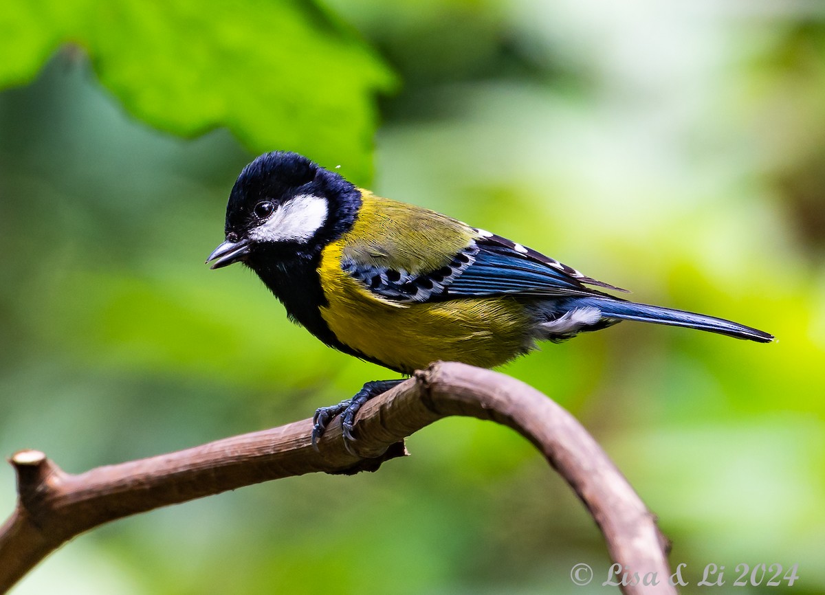 Green-backed Tit - ML621028013