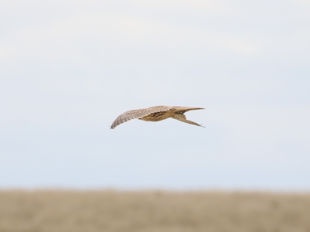 Prairie Falcon - Don Coons