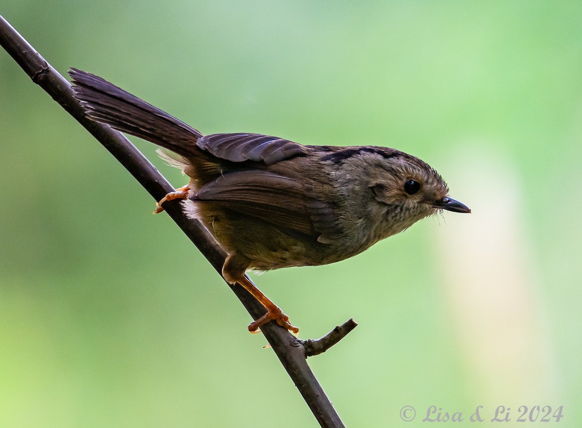 Dusky Fulvetta - ML621028047