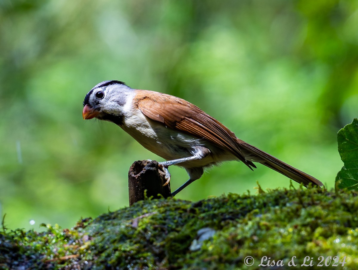 Gray-headed Parrotbill - ML621028053