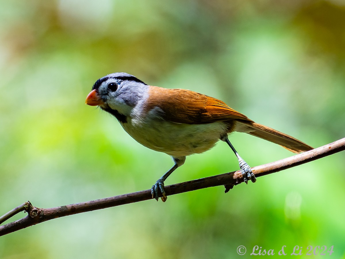 Gray-headed Parrotbill - ML621028054