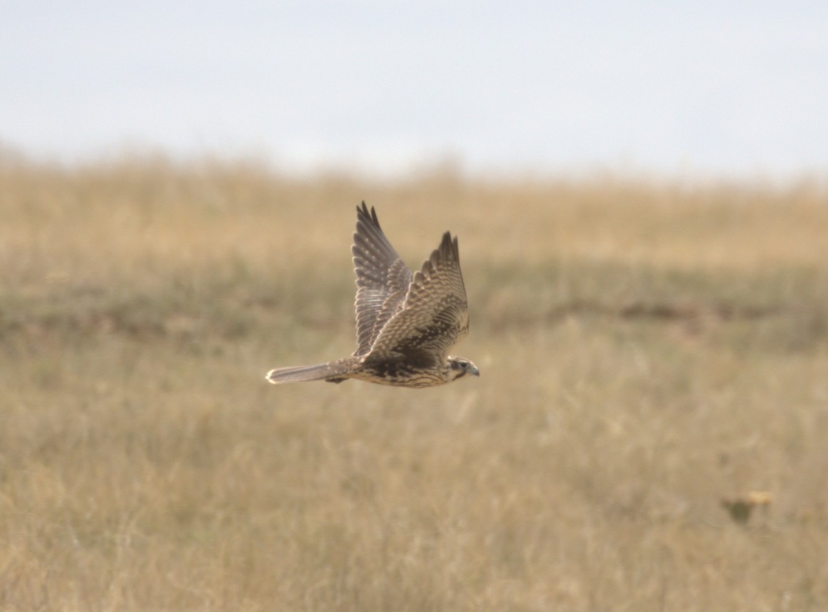 Faucon des prairies - ML621028101