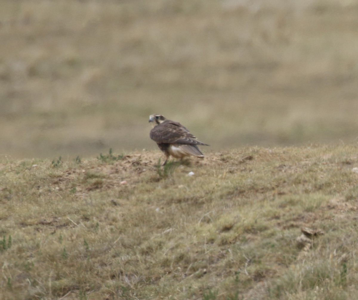 Faucon des prairies - ML621028111