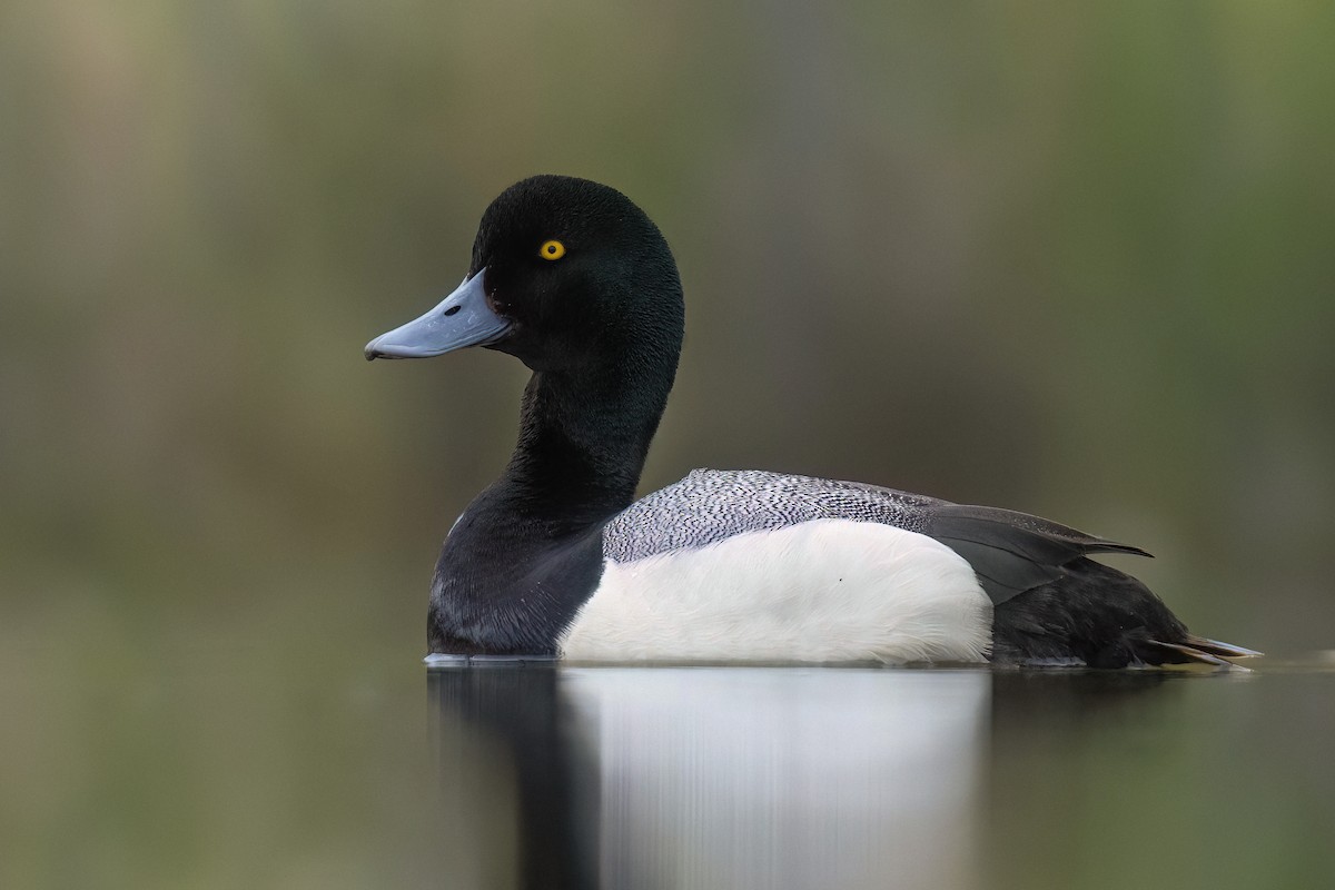 Greater Scaup - ML621028118